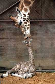 giraff1.jpg (11049 bytes)