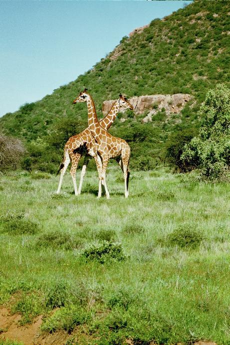 giraff2.jpg (87438 bytes)